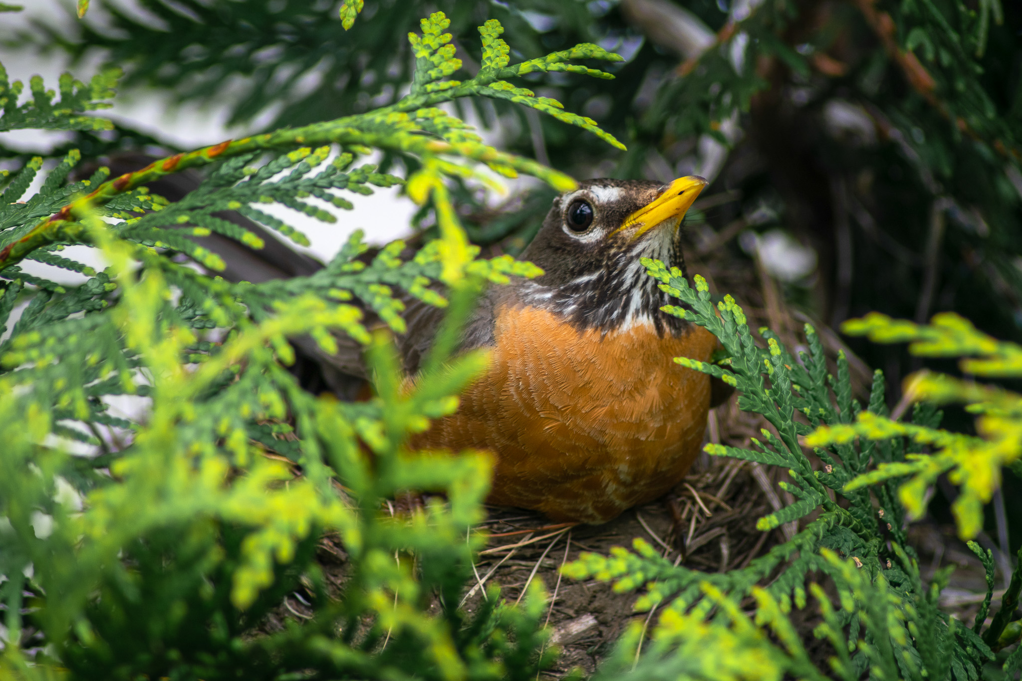 American Robin in a nest in a tree