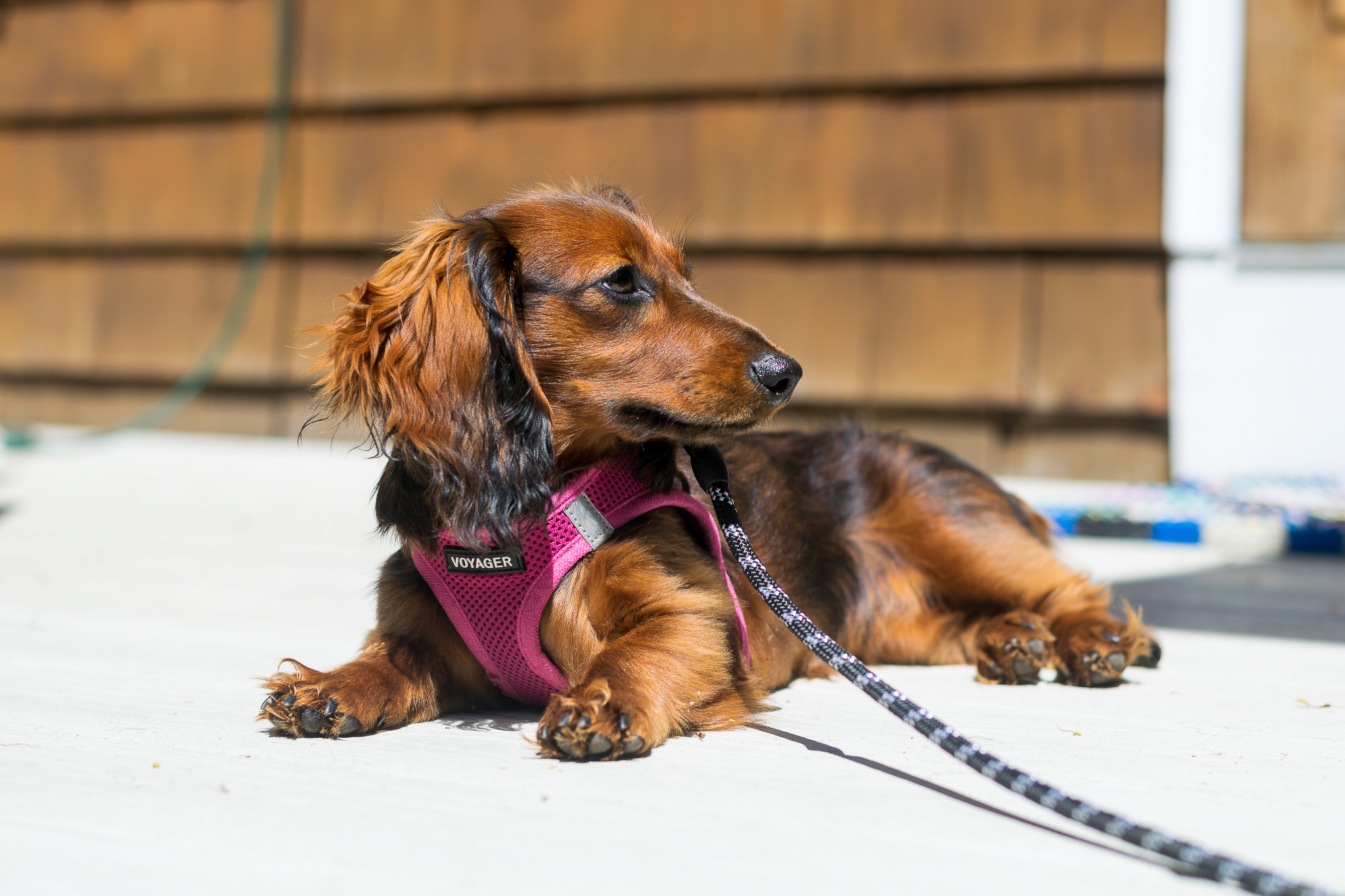 Dachshund posing