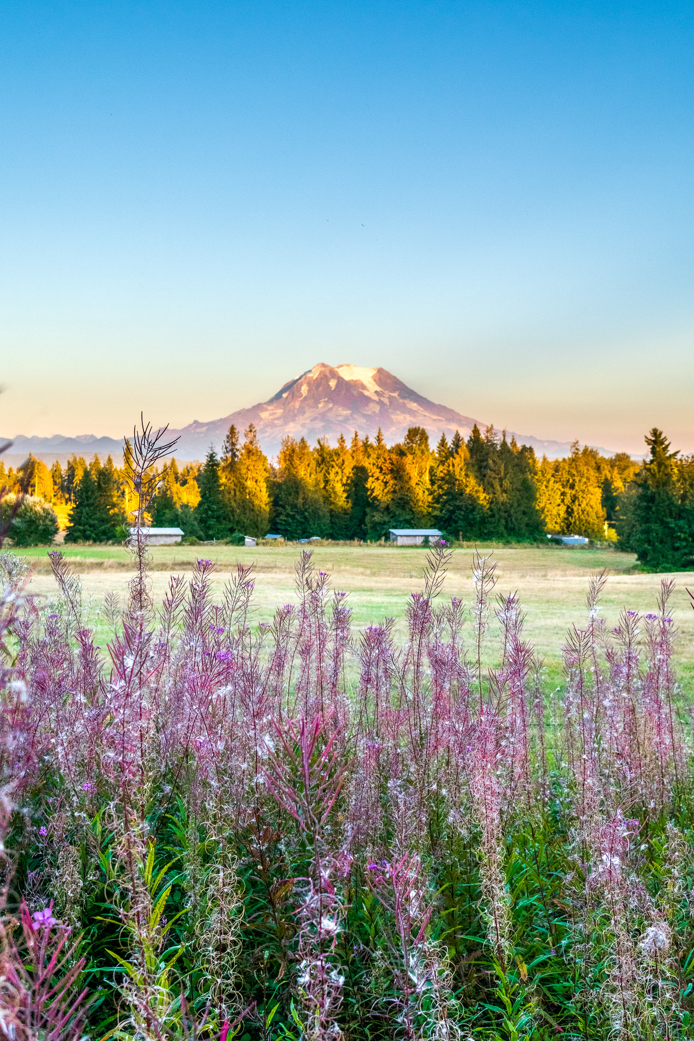 field of flowers looking at mount rainier