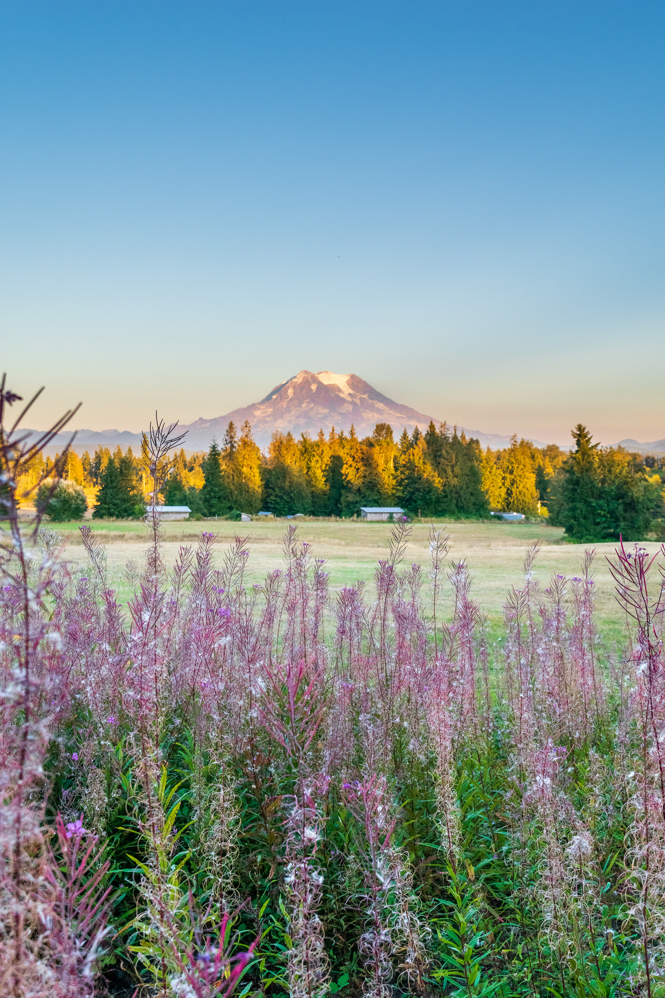 Mt Rainier with flowers - Washington