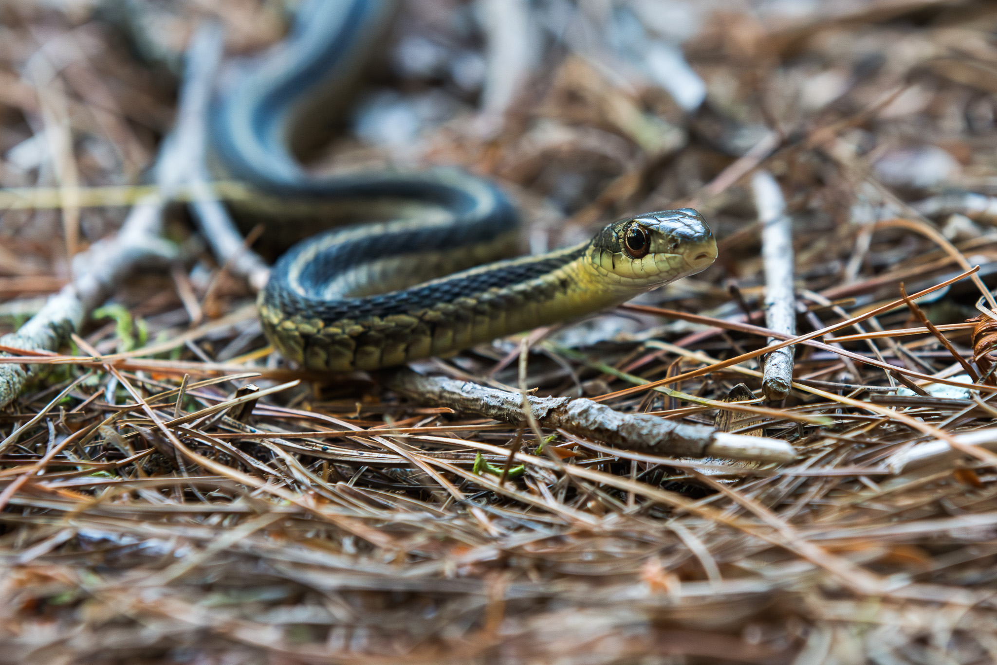 Baby Snake in Mass Audubon's Broadmoor Wildlife Sanctuary