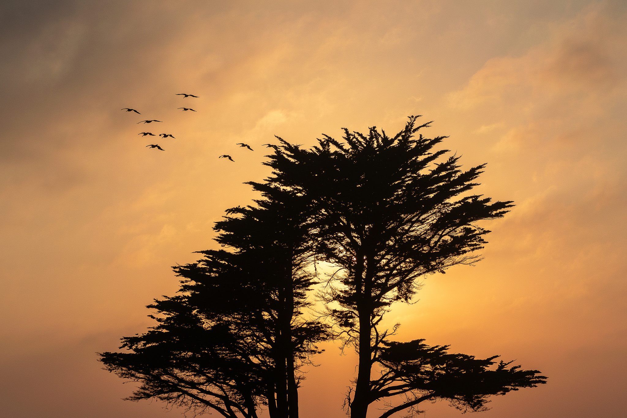 Sunset of tree with flying pelicans
