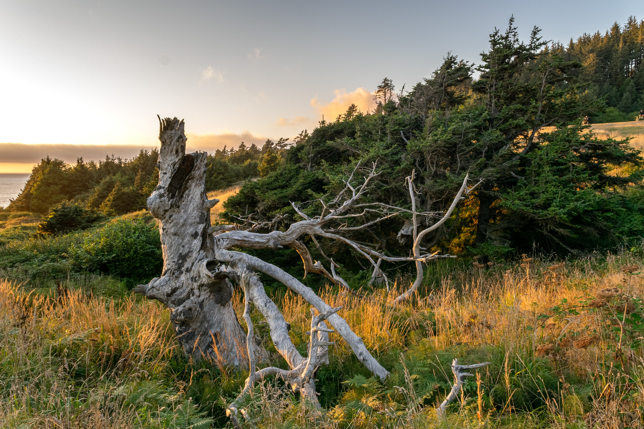 dead tree in ecola state park oregon at sunset