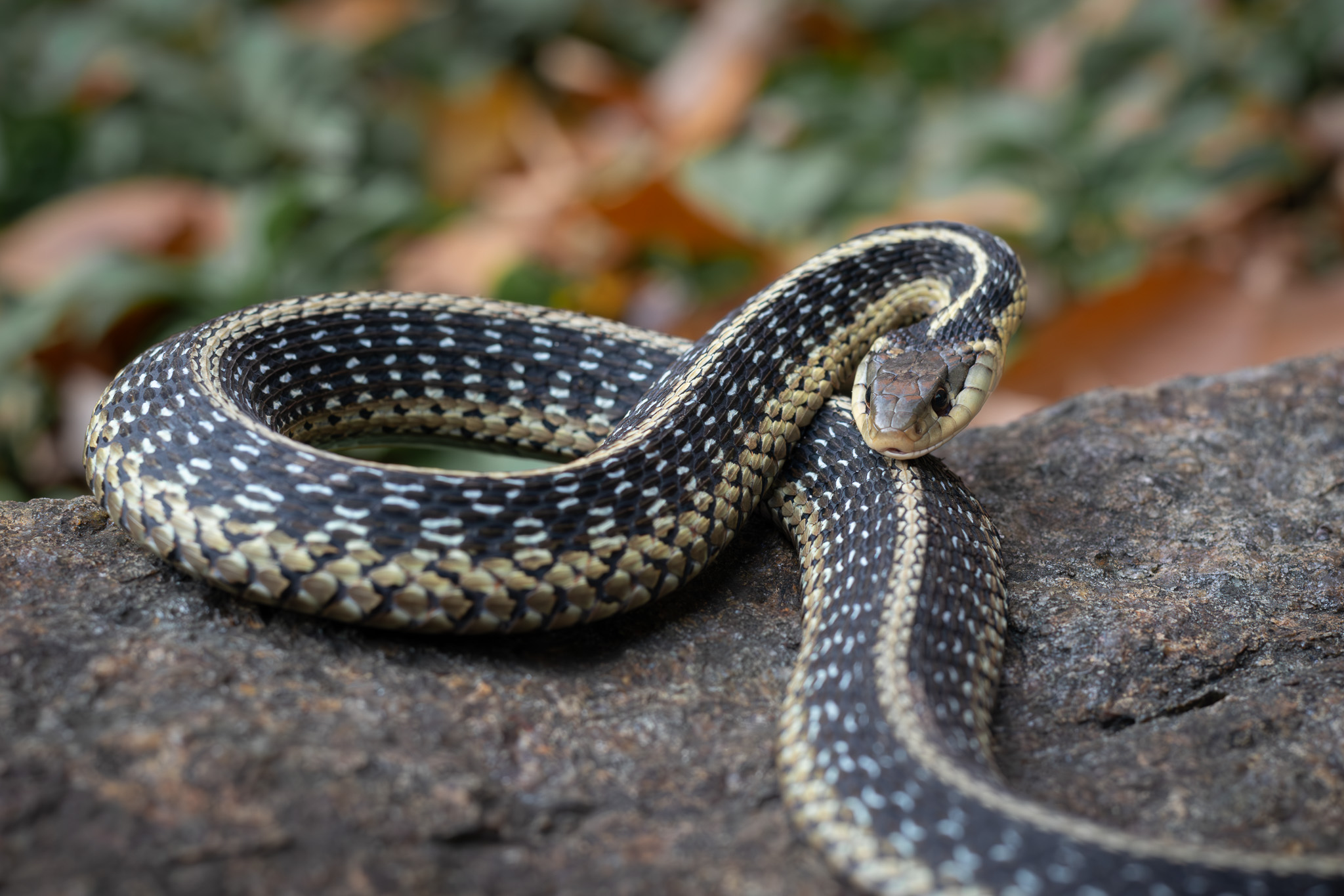 defensive Garter Snake in northern New Jersey