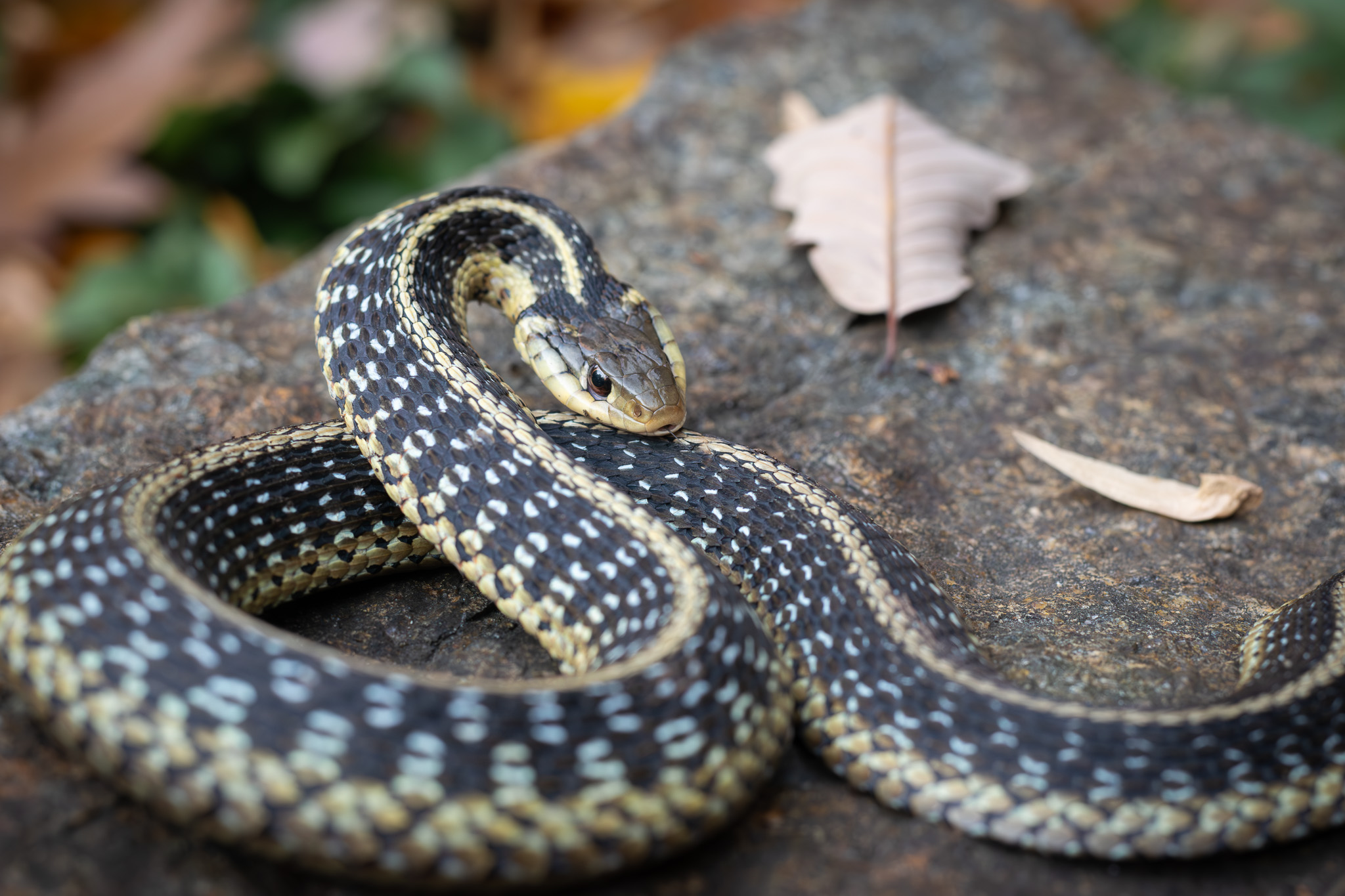 defensive Garter Snake in northern New Jersey