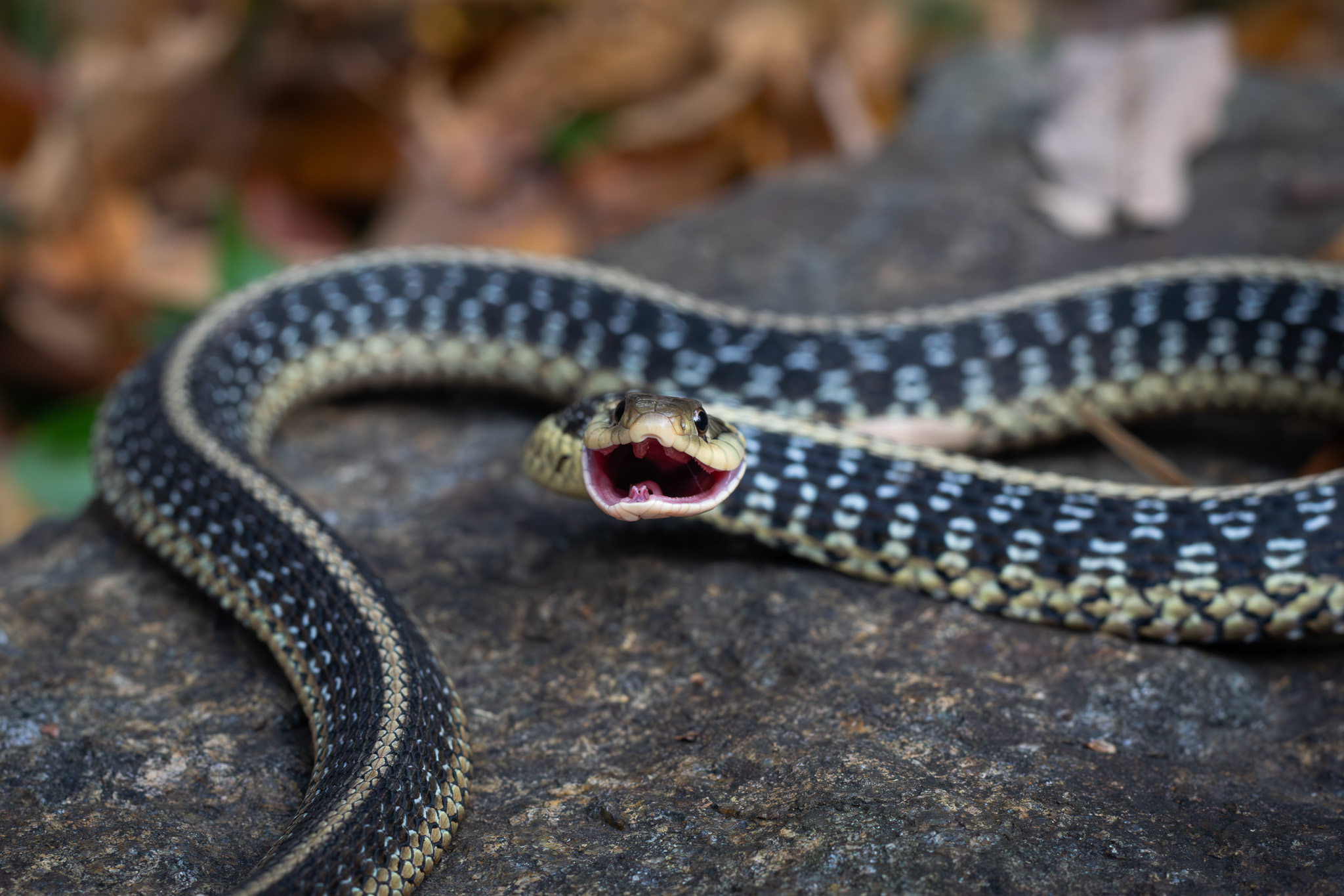 defensive Garter Snake in north new jersey