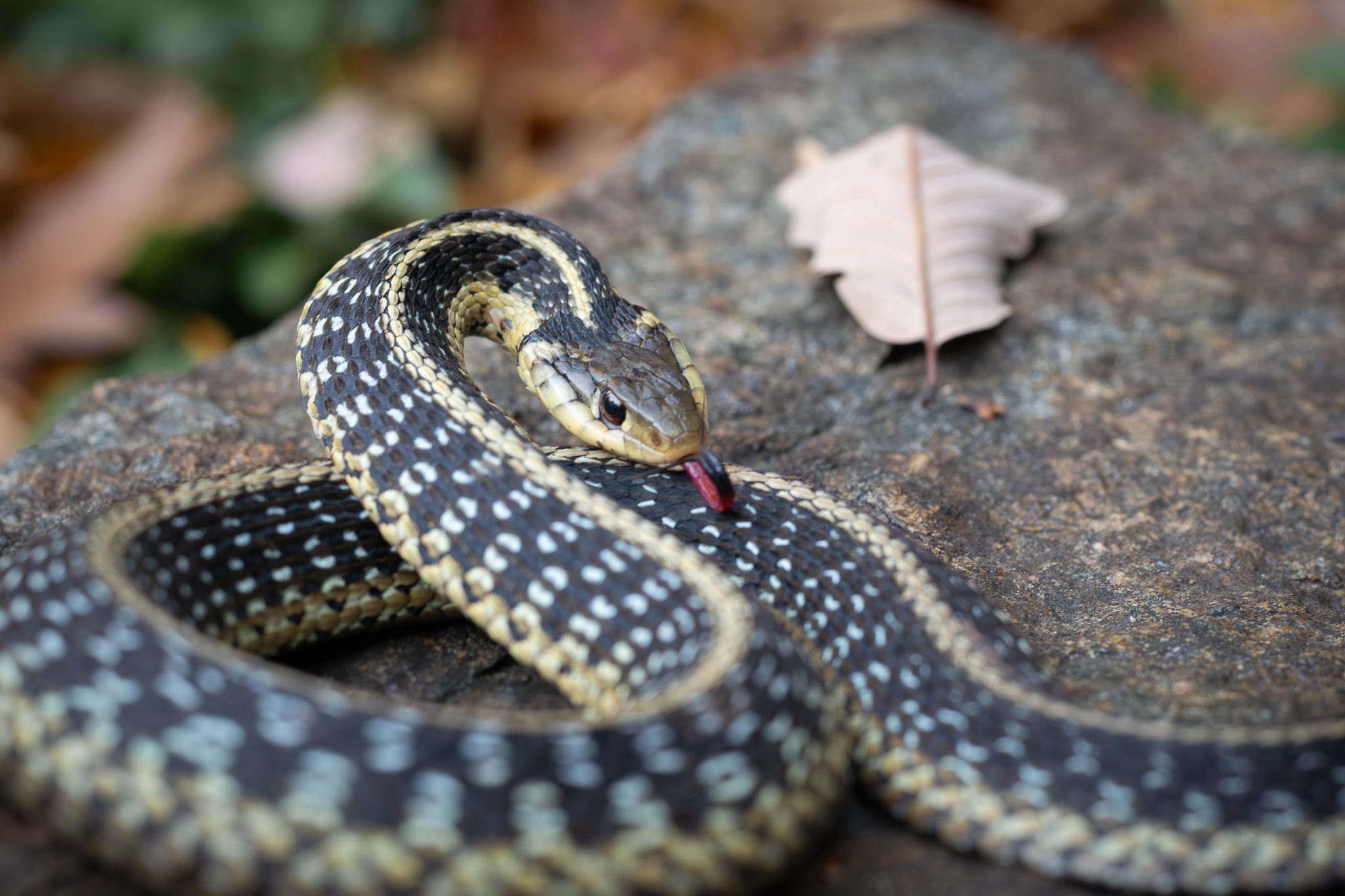 defensive Garter Snake with tongue out