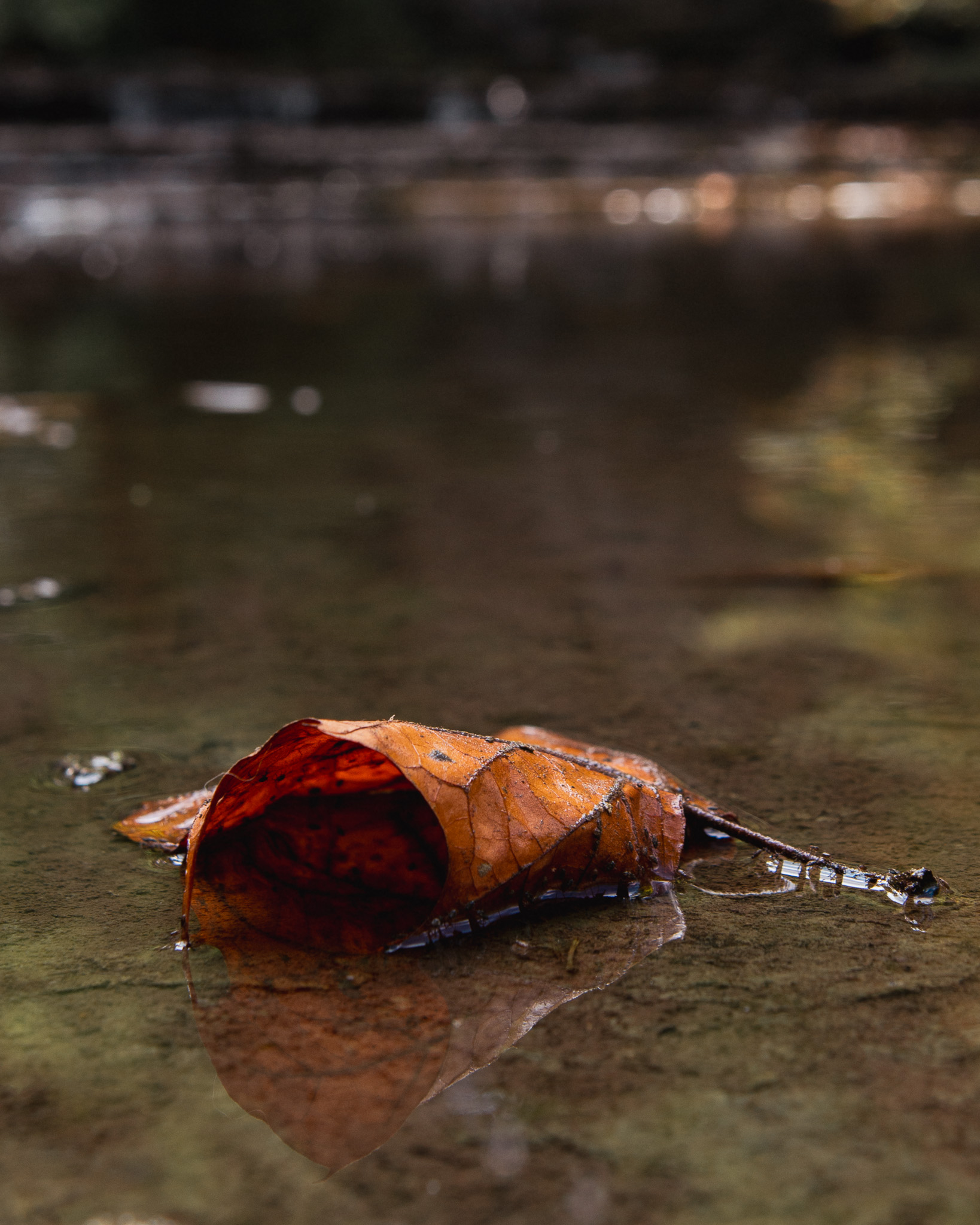 Leaf - Cascadilla Gorge, NY