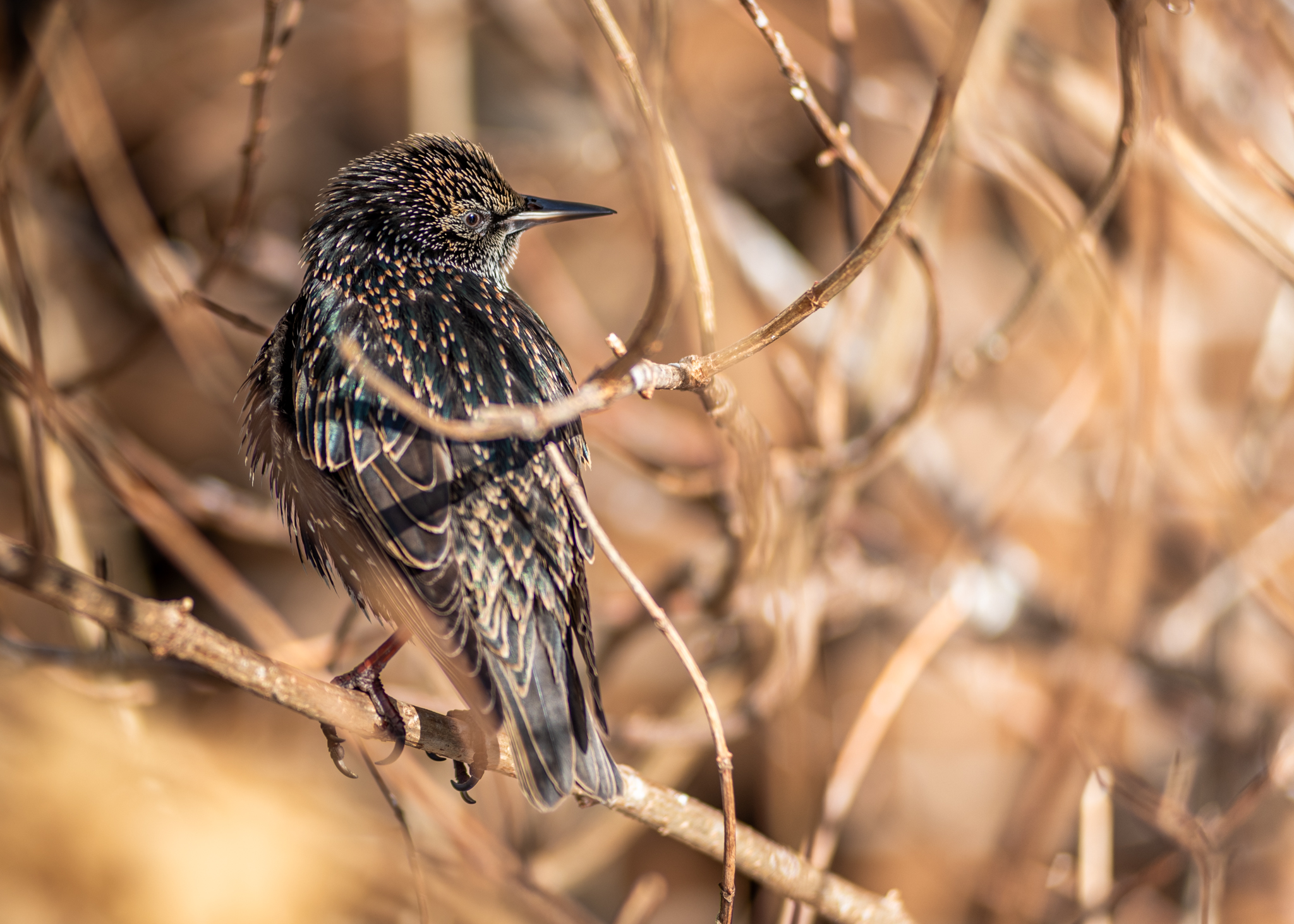 European Starling during Golden Hour