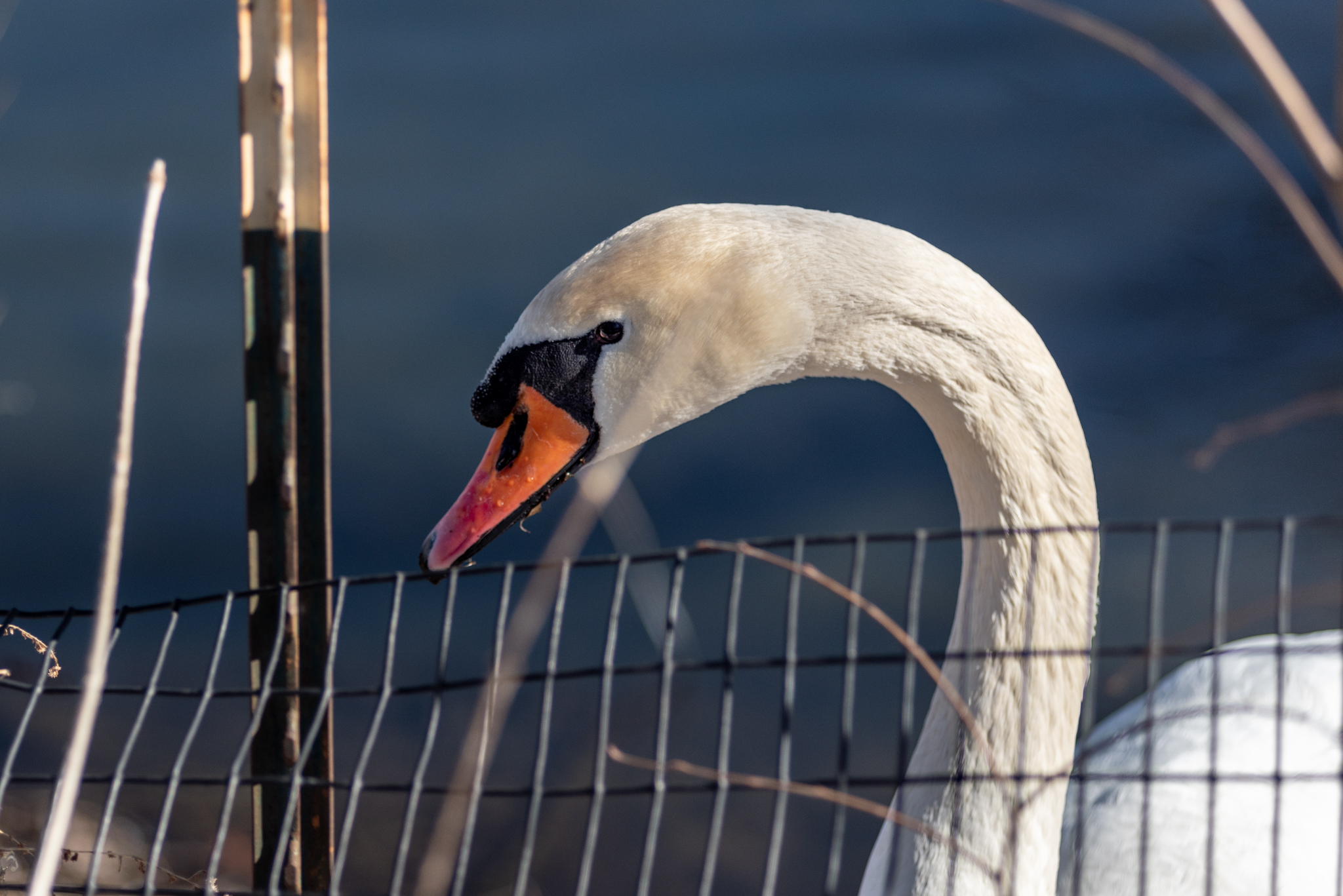 Swan behind a short fence